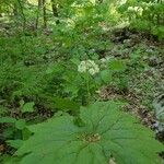 Diphylleia cymosa Hoja