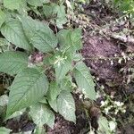 Circaea alpina Leaf