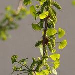 Ginkgo biloba Fruit