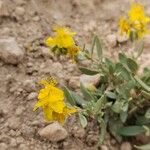 Helianthemum squamatum Flor