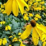 Rudbeckia nitida Flor