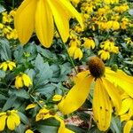 Rudbeckia nitida Virág