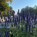 Agastache rugosa Fula