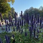 Agastache rugosa Virág