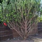 Euphorbia nivulia Corteza