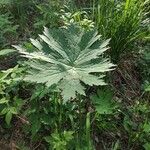 Aconitum septentrionale Leaf