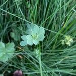 Lotus corniculatusLeaf