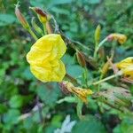 Oenothera × fallax Blomma