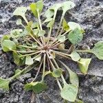 Claytonia rubra Blatt