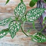 Hypoestes phyllostachya Plante entière