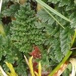Erodium acaule Hoja