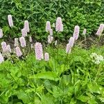 Bistorta officinalis Habit