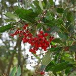 Ilex cassine Fruto