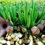 Stapelia gigantea Blad