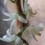 Cyrtorchis ringens Цветок