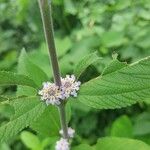 Lippia alba 花