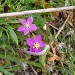 Spergula purpurea Квітка