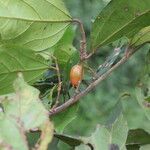 Celtis mildbraedii Frucht
