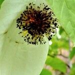 Davidia involucrata Λουλούδι