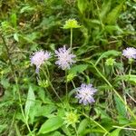 Knautia dipsacifoliaപുഷ്പം