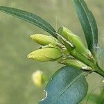 Buxus sempervirens Leaf