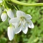Allium pendulinum Kvet