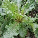 Lactuca virosa Vekstform