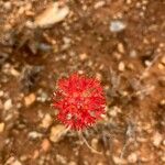 Kleinia picticaulis Kukka