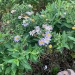 Aster ageratoides Агульны выгляд