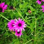 Osteospermum fruticosum