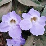 Thunbergia grandifloraBlodyn