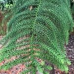 Araucaria biramulata Leaf