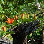 Passiflora coccinea Hábito