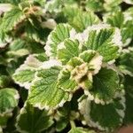 Coleus madagascariensis Leaf