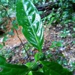 Leonia sphaerocarpa 葉
