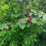 Calycanthus floridus Habitus