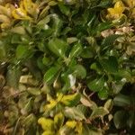 Coprosma repens List