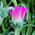 Dorotheanthus bellidiformis Flower