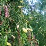 Acacia verticillata Flor