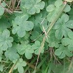 Tropaeolum peregrinum Blatt