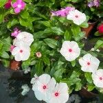 Catharanthus coriaceus 叶