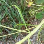 Helianthus salicifolius ഇല