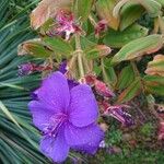 Tibouchina urvilleana Blomst