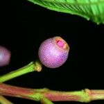 Miconia conorufescens Plod