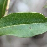 Agarista salicifolia Leaf