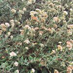 Eriogonum parvifolium Hábito