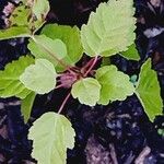 Acer rubrumLeaf