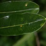 Melicope borbonica Leaf