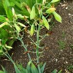 Ornithogalum viridiflorum