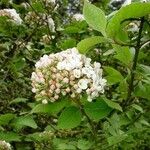 Viburnum × carlcephalum